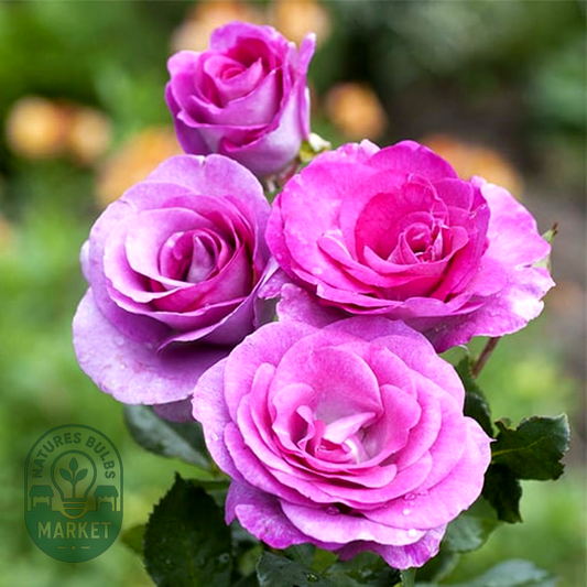 Violette Parfume