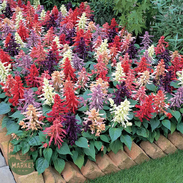 Vista™ Mix Salvia Seeds