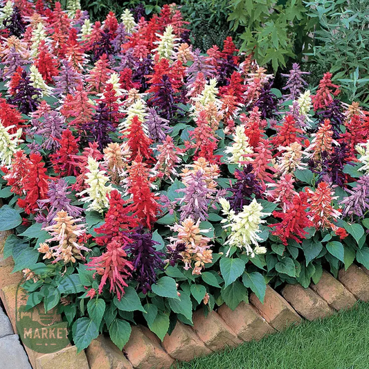 Vista™ Mix Salvia Seeds