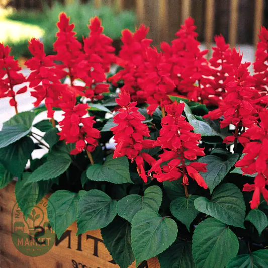 Vista™ Red Salvia Seeds