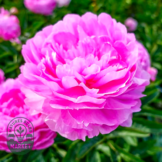 Vived Rose