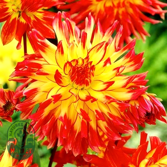 Vuurvogel