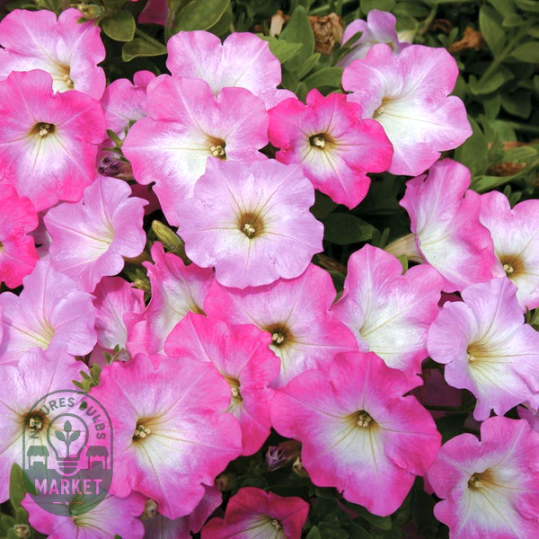Wave® Blue Hybrid Petunia Seeds