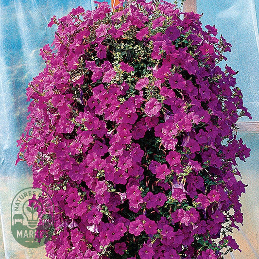 Wave® Lavender Hybrid Petunia Seeds