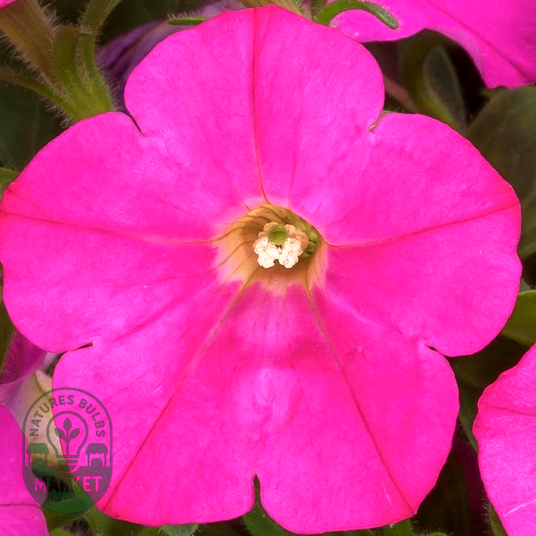 Wave® Misty Lilac Hybrid Petunia Seeds