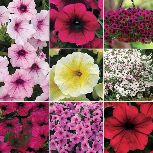 Wave® Petunia Seed Collection