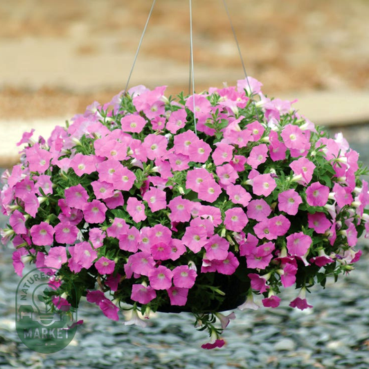 Wave® Pink Petunia Seeds