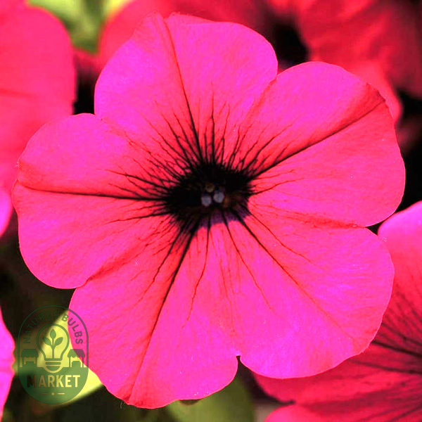 Wave® Purple Classic Hybrid Petunia Seeds