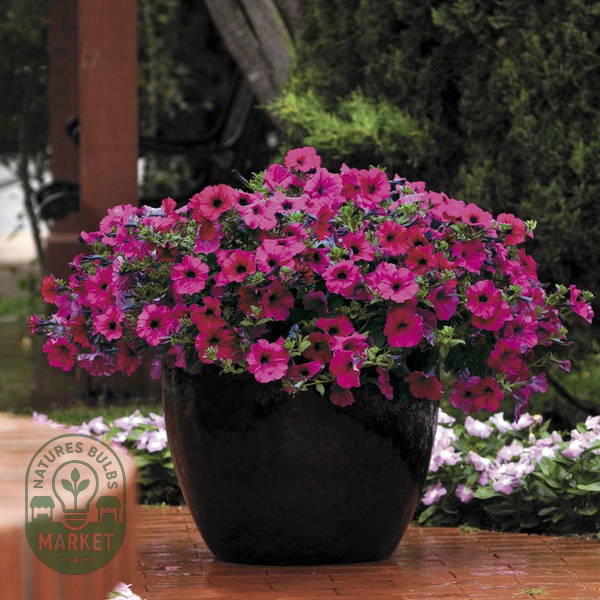 Wave® Purple Improved Petunia Seeds