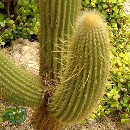 Weberbauerocereus johnsonii Long Thorn