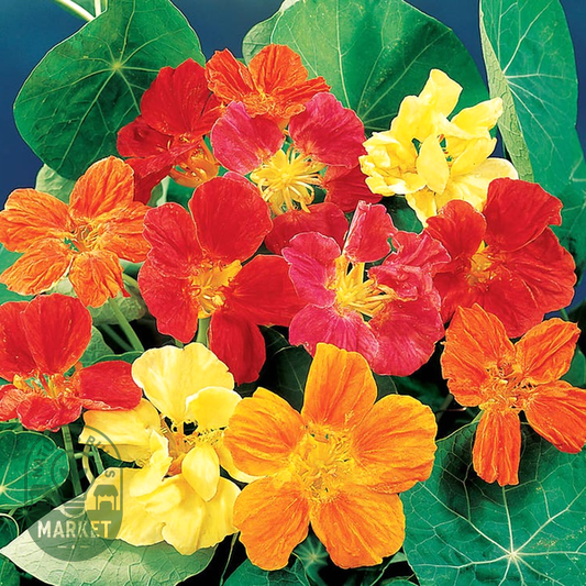 Whirlybird Mix Nasturtium Seeds