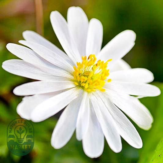 White Splendour