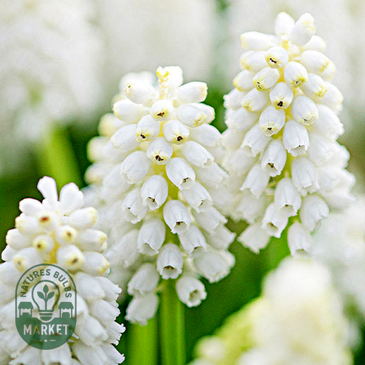 White Beauty