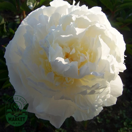 White Charm