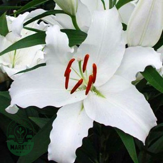 White City