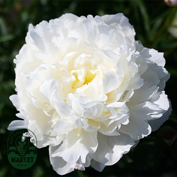 White Frost