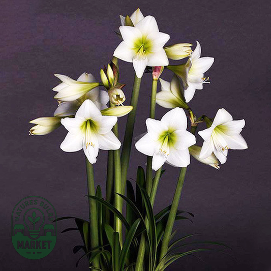 White Garden