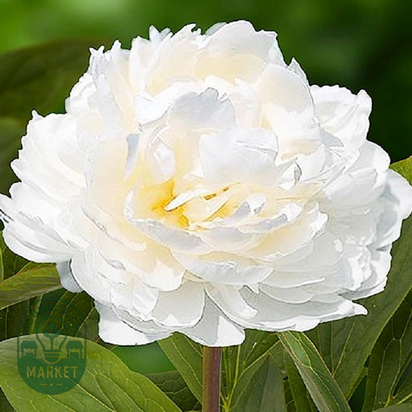 White Ivory