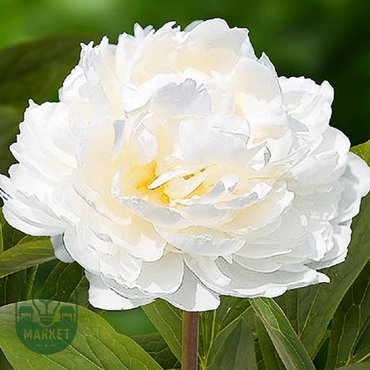 White Ivory