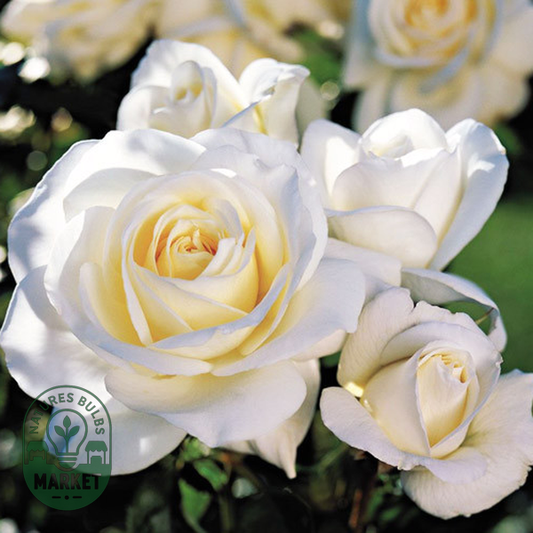 White Lady