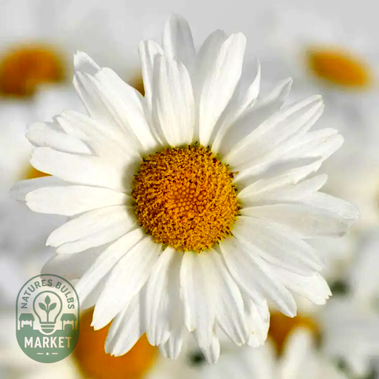 White Lion Shasta Daisy Seeds