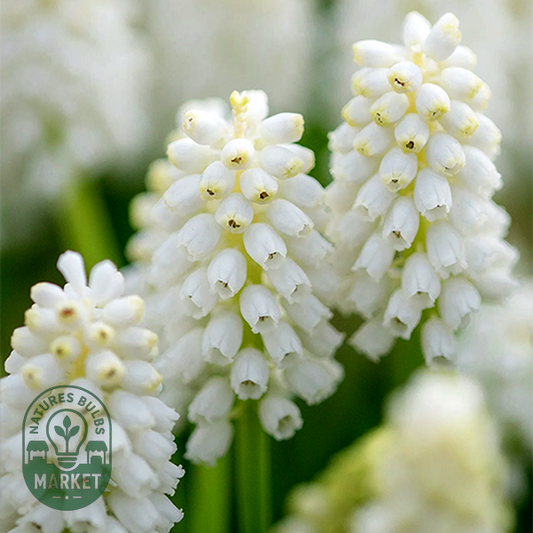 White Magic