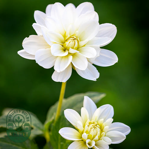 White Onesta
