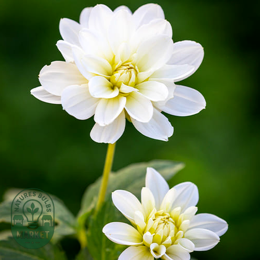 White Onesta