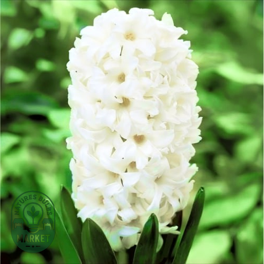 White Pearl