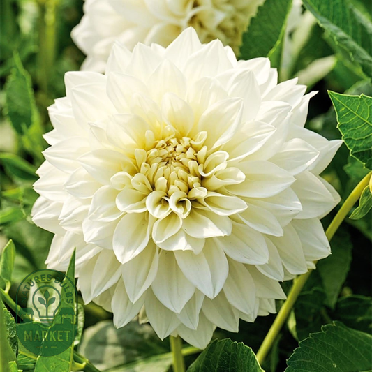 White Perfection