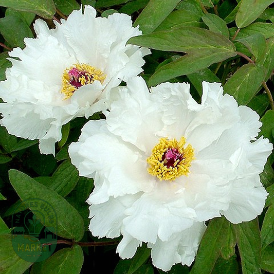 White Phoenix