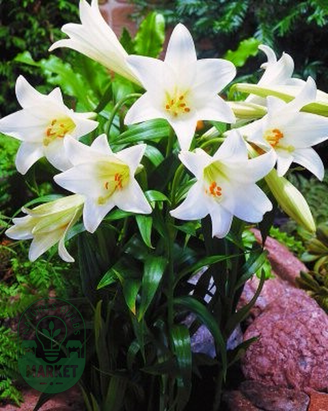 White Present