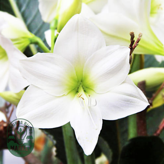 White Queen