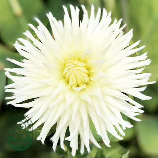 White Star