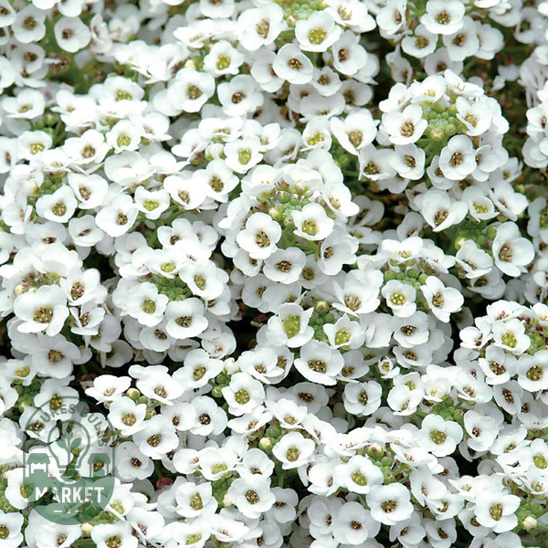 White Sweet Alyssum Seeds