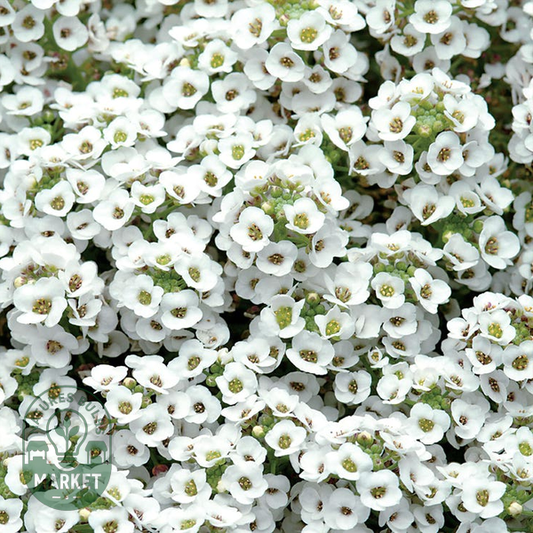 White Sweet Alyssum Seeds