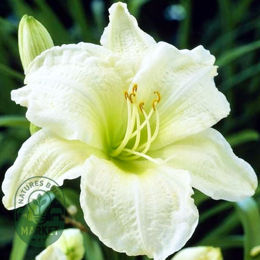 White Temptation