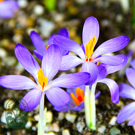 Whitewell Purple