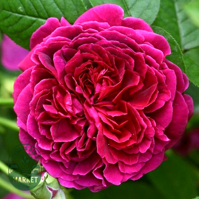 William Shakespeare