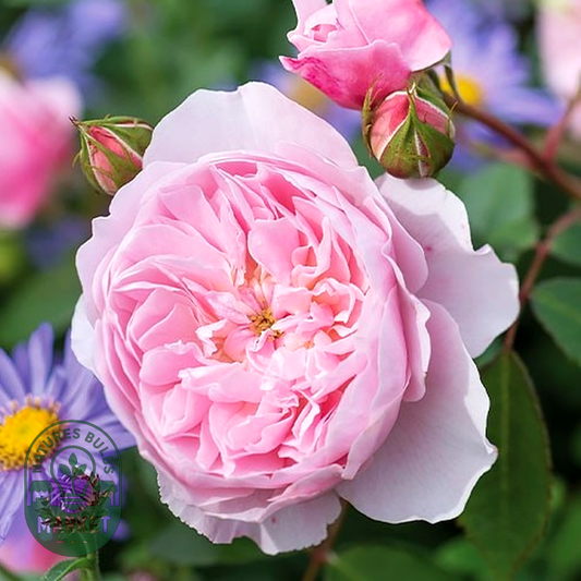 Wisley 2008