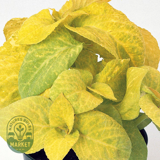 Wizard® Golden Coleus Seeds