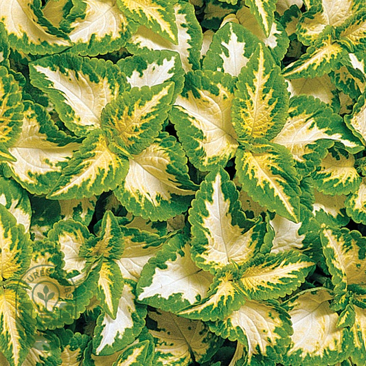 Wizard® Jade Coleus Seeds