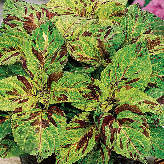Wizard® Mosaic Coleus Seeds