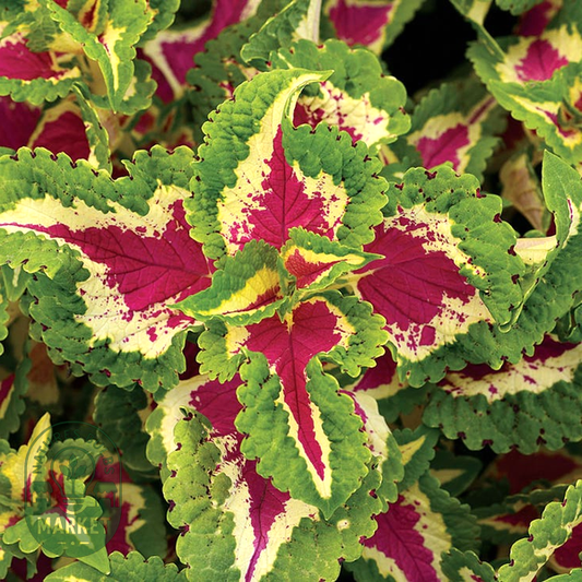 Wizard® Rose Coleus Seeds