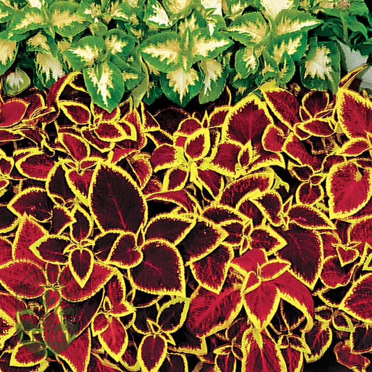 Wizard® Scarlet Coleus Seeds