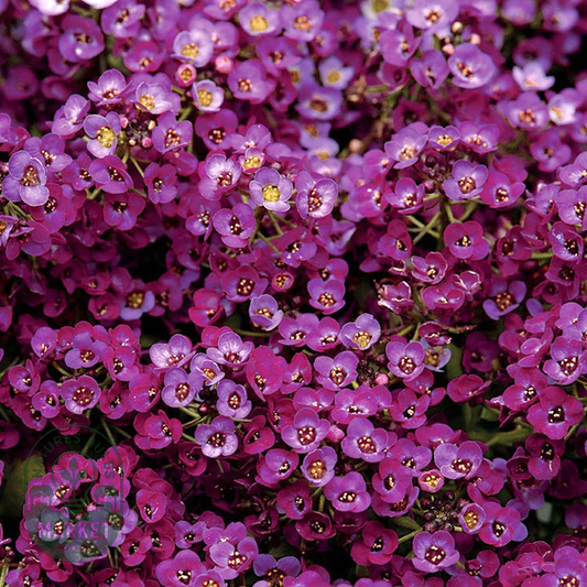 Wonderland Deep Purple Sweet Alyssum Seeds