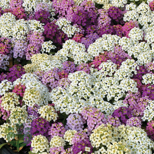 Wonderland Mix Sweet Alyssum Seeds