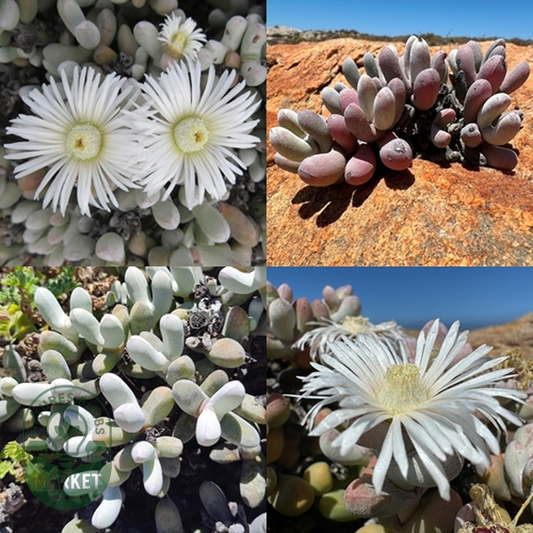 Wooleya farinosa