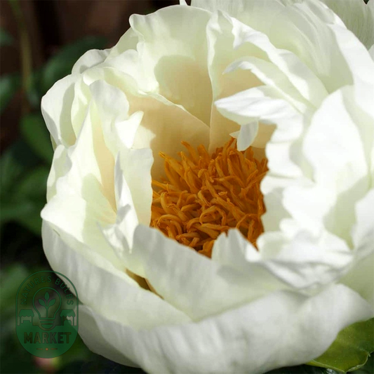 Wout's White