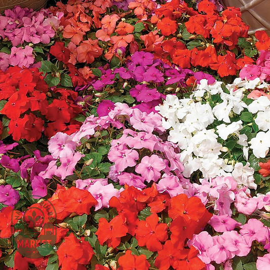 Xtreme™ Mix Hybrid Impatiens Seeds